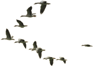 libertad Hausbec